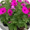Supertunia Mini Vista Violet Star 6 sztuk